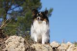 EPAGNEUL PAPILLON 116